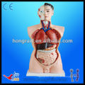 Advanced High Quality Medical Torso model 85cm educational model 19 parts Torso Model